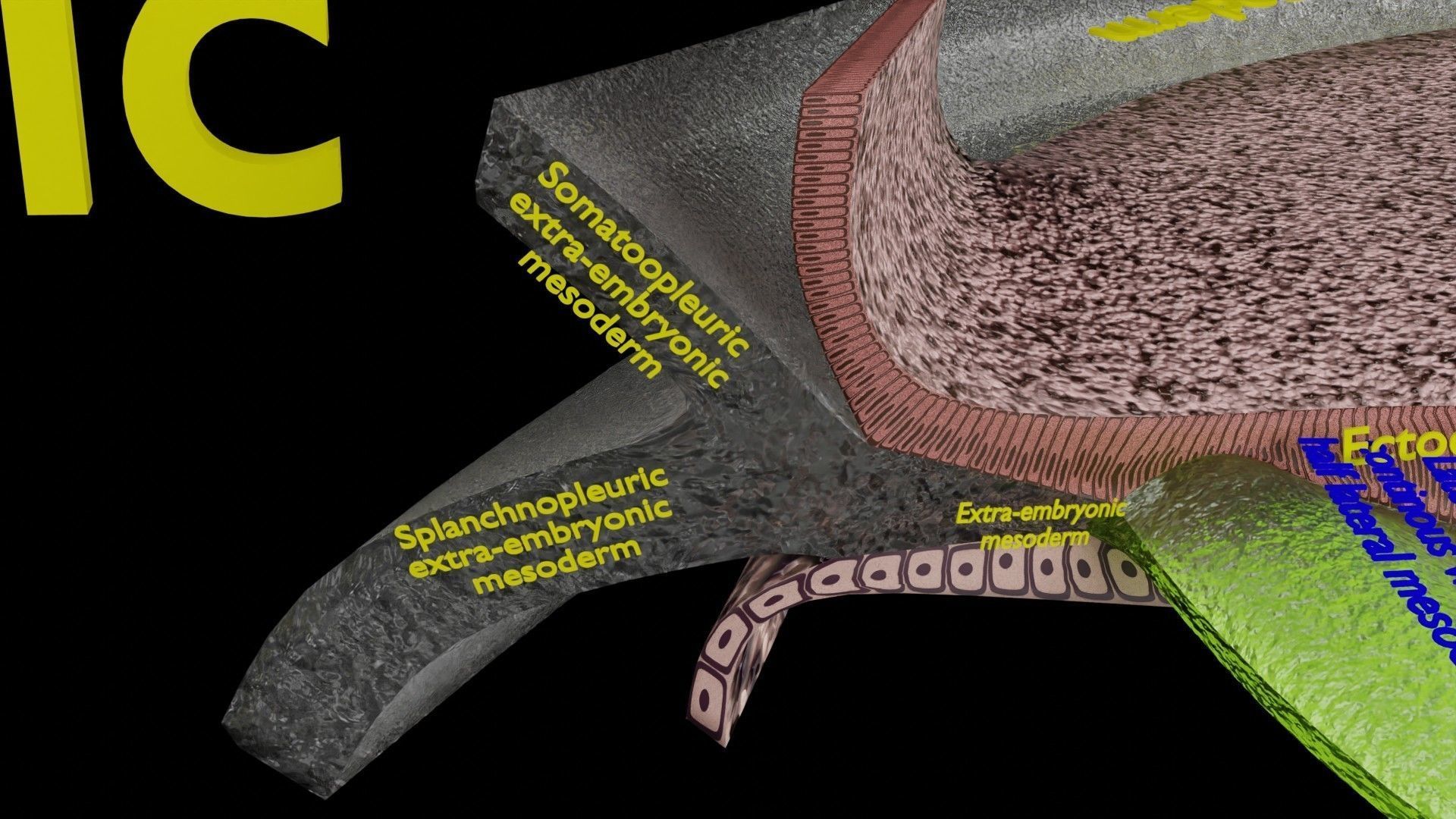 Human trilaminar embryo 3 Weeks Low-poly 3D model_2