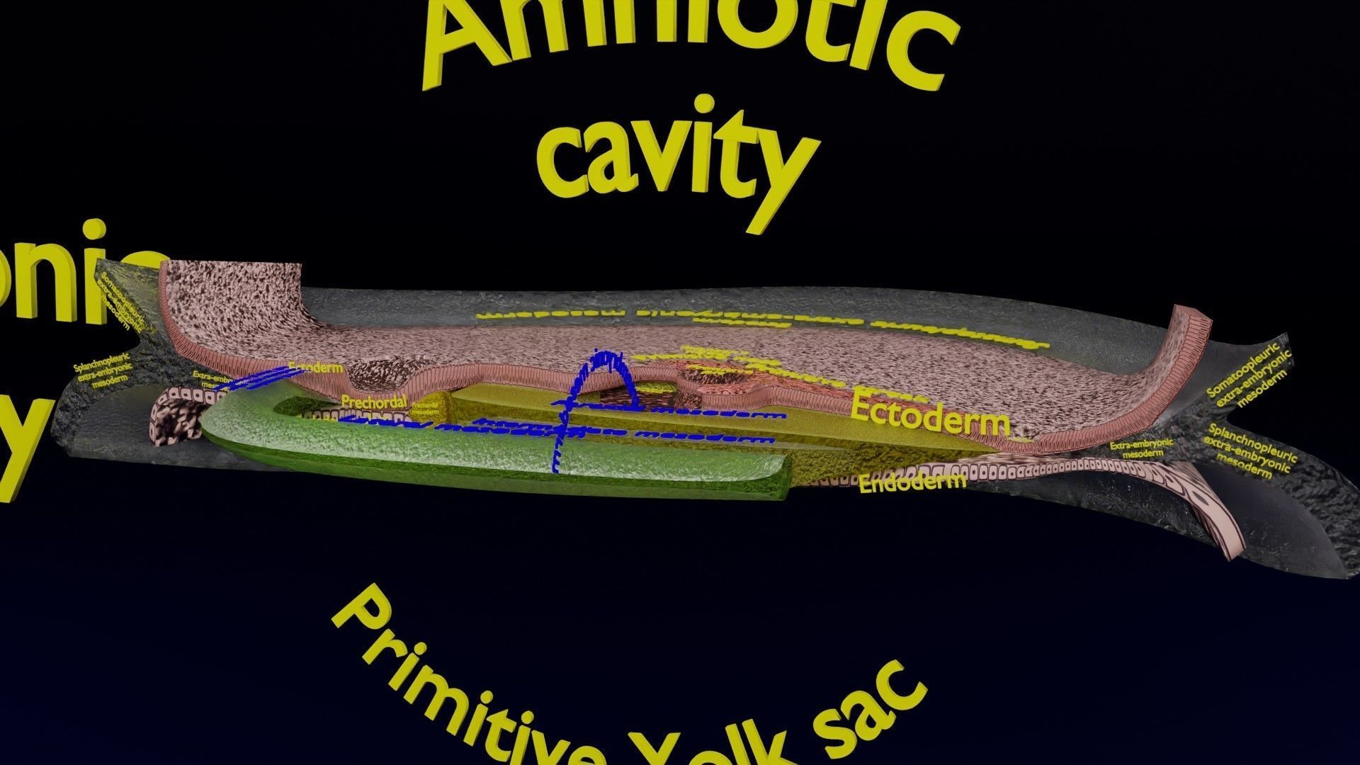 Human trilaminar embryo 3 Weeks Low-poly 3D model_57