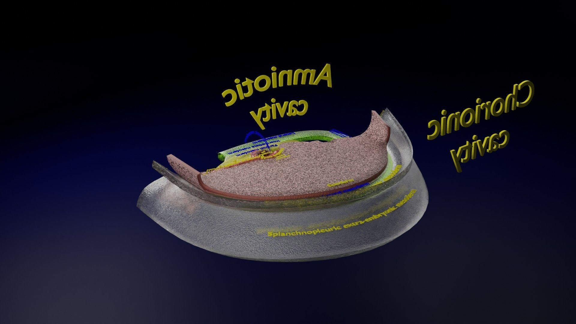 Human trilaminar embryo 3 Weeks Low-poly 3D model_29