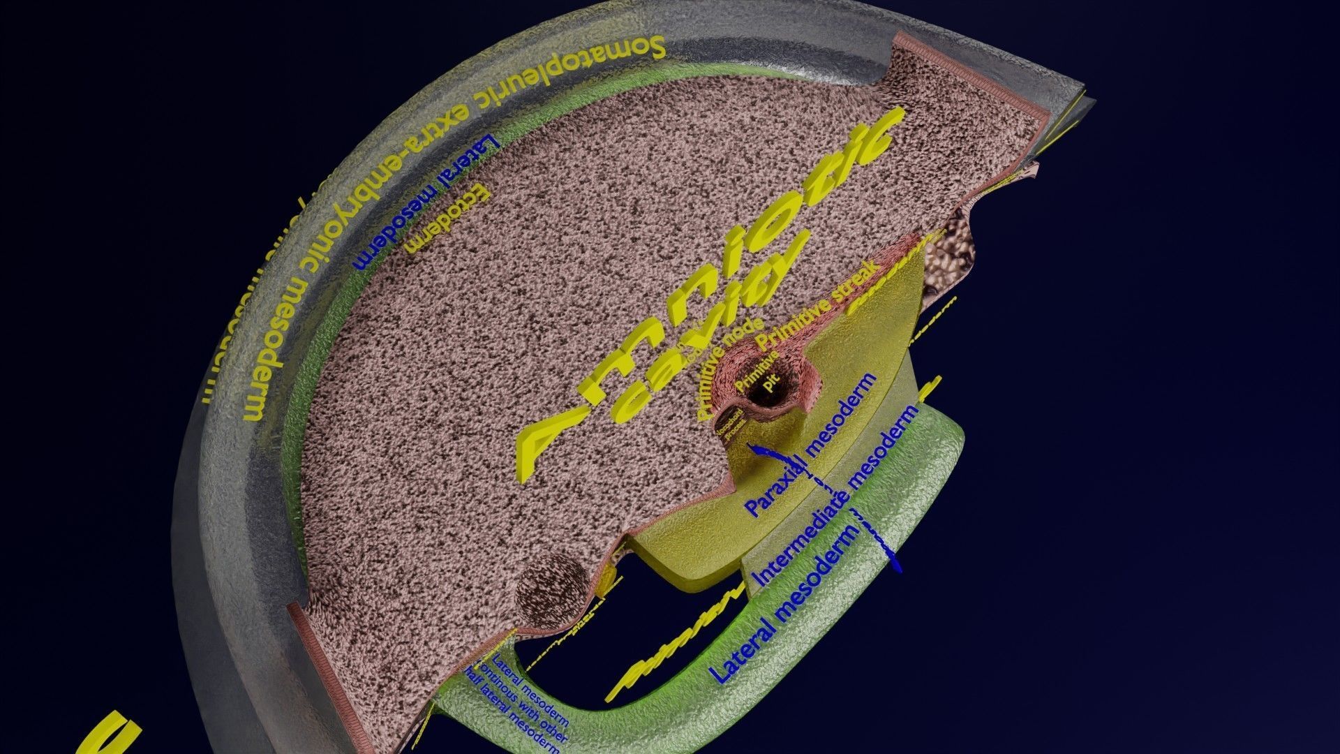 Human trilaminar embryo 3 Weeks Low-poly 3D model_40
