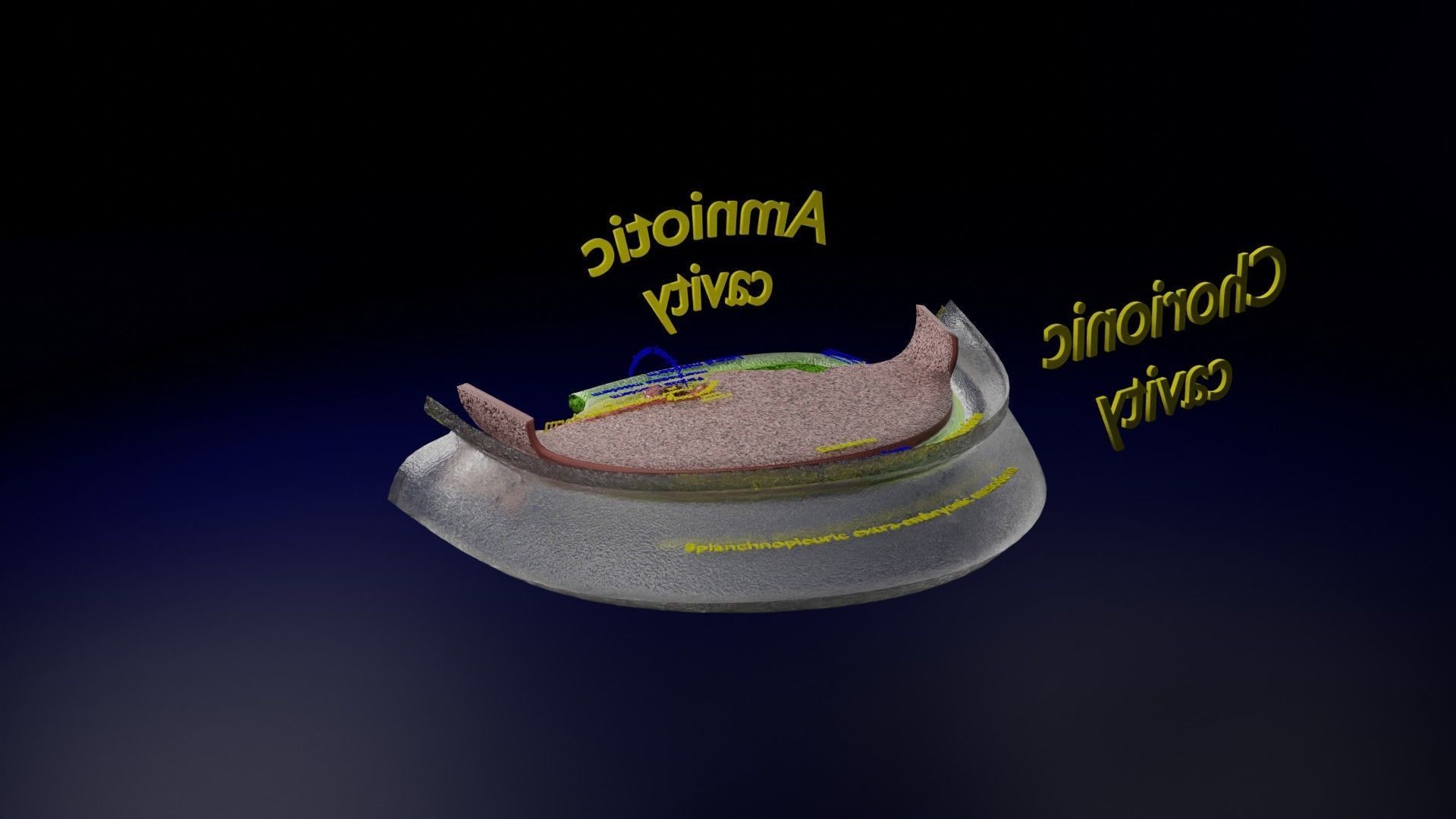 Human trilaminar embryo 3 Weeks Low-poly 3D model_32