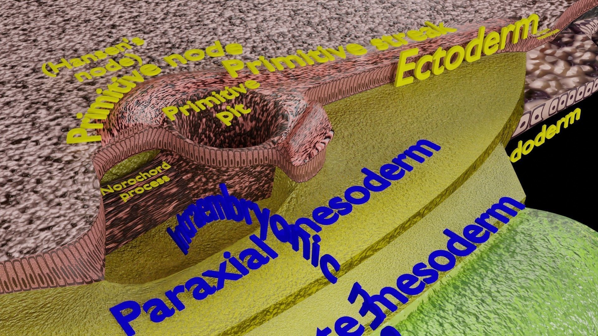 Human trilaminar embryo 3 Weeks Low-poly 3D model_6