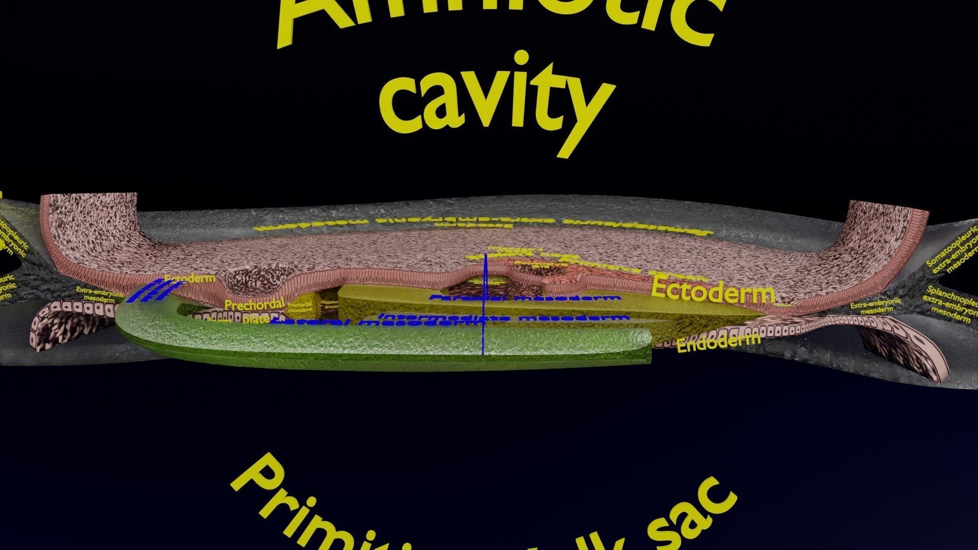 Human trilaminar embryo 3 Weeks Low-poly 3D model_60