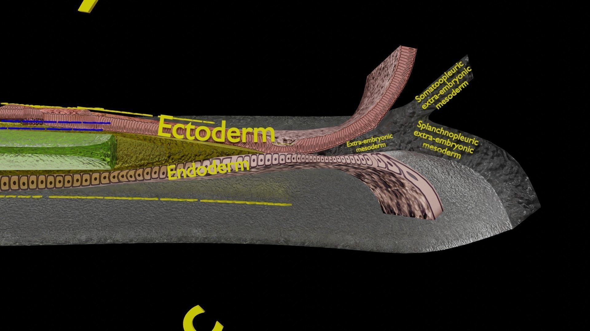 Human trilaminar embryo 3 Weeks Low-poly 3D model_10