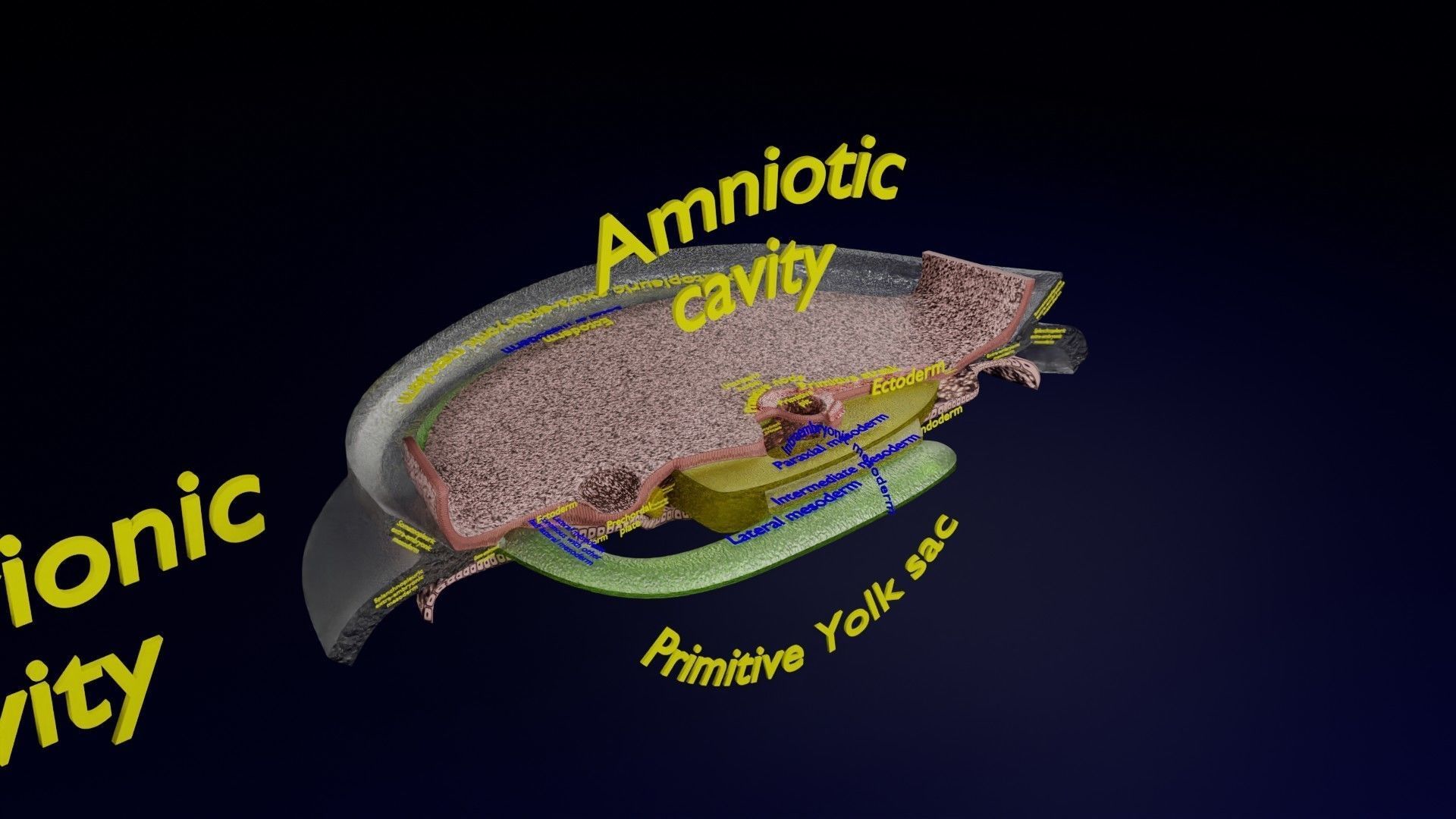 Human trilaminar embryo 3 Weeks Low-poly 3D model_41