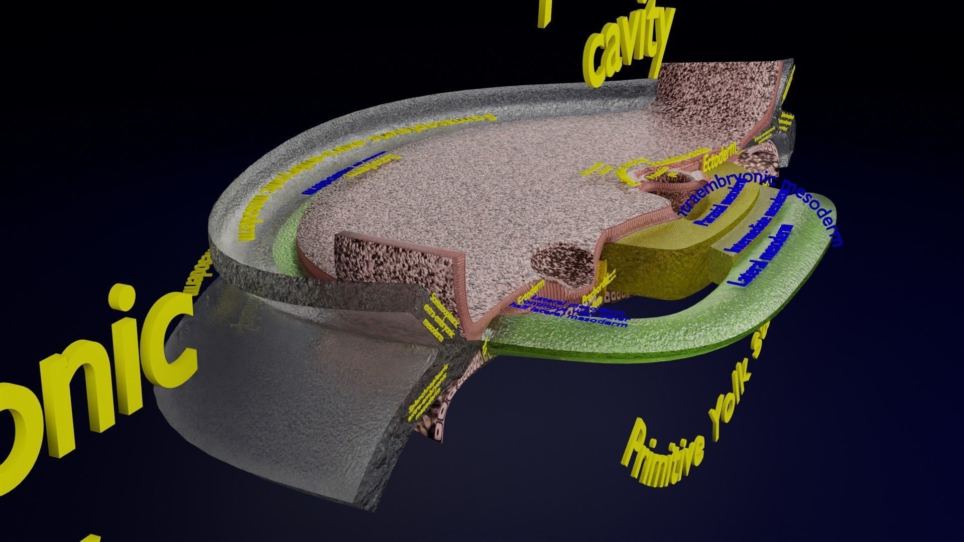 Human trilaminar embryo 3 Weeks Low-poly 3D model_24