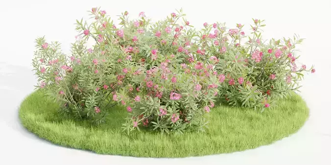Nerium Oleander-Grass Garden vol 117-Blender