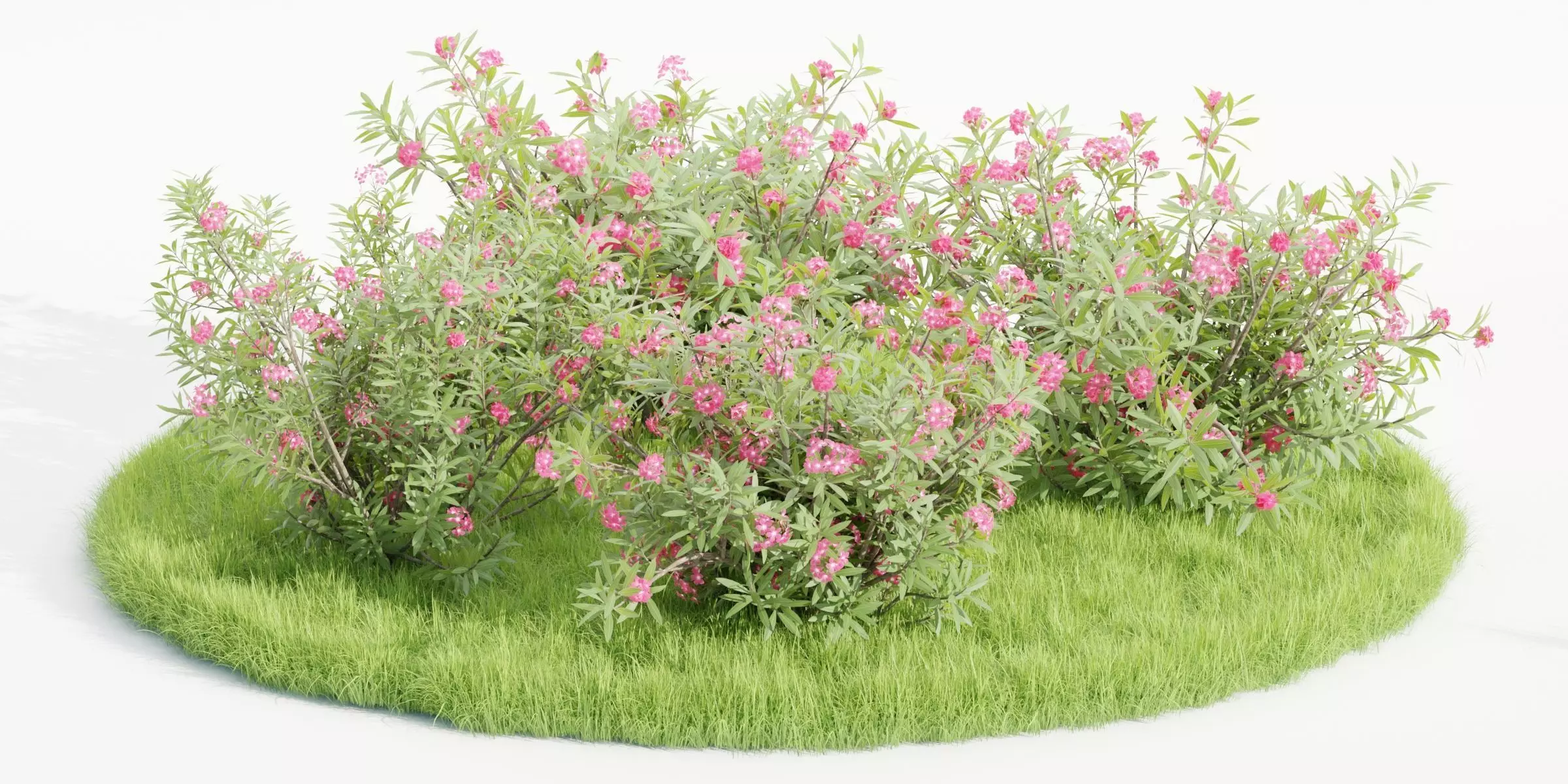 Nerium Oleander-Grass Garden vol 117-Blender 3D model