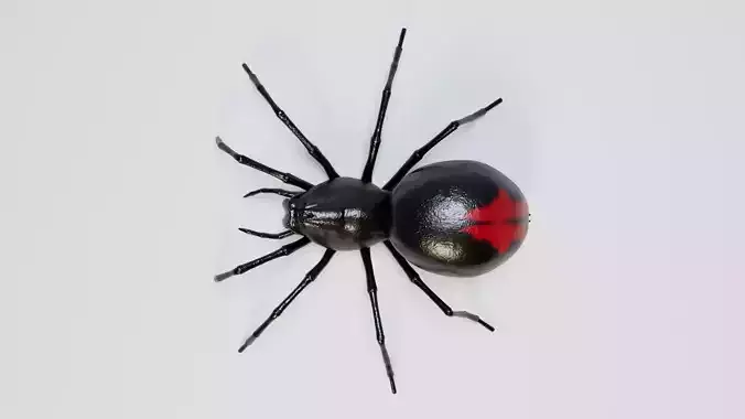 Black Spider