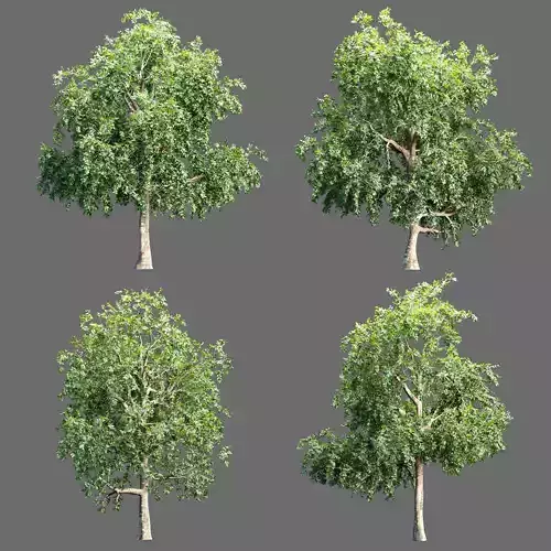 Trees collection vol 238 3D model