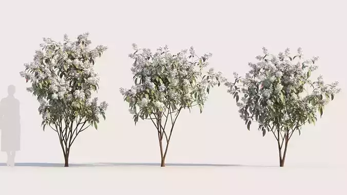 Clerodendrum quadrilocular a