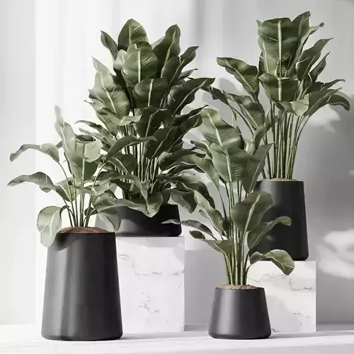 HQ Plants Bird Of ParadiseBird Vase Set05 Free 3D model