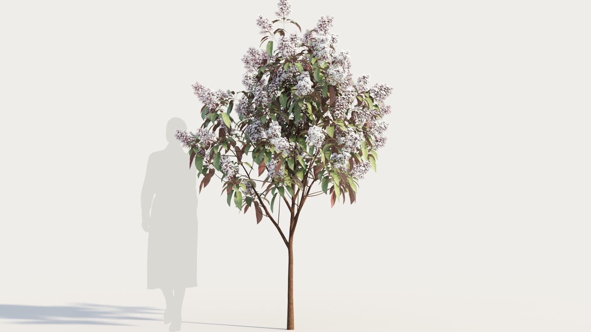 Clerodendrum quadrilocular b 3D model_6