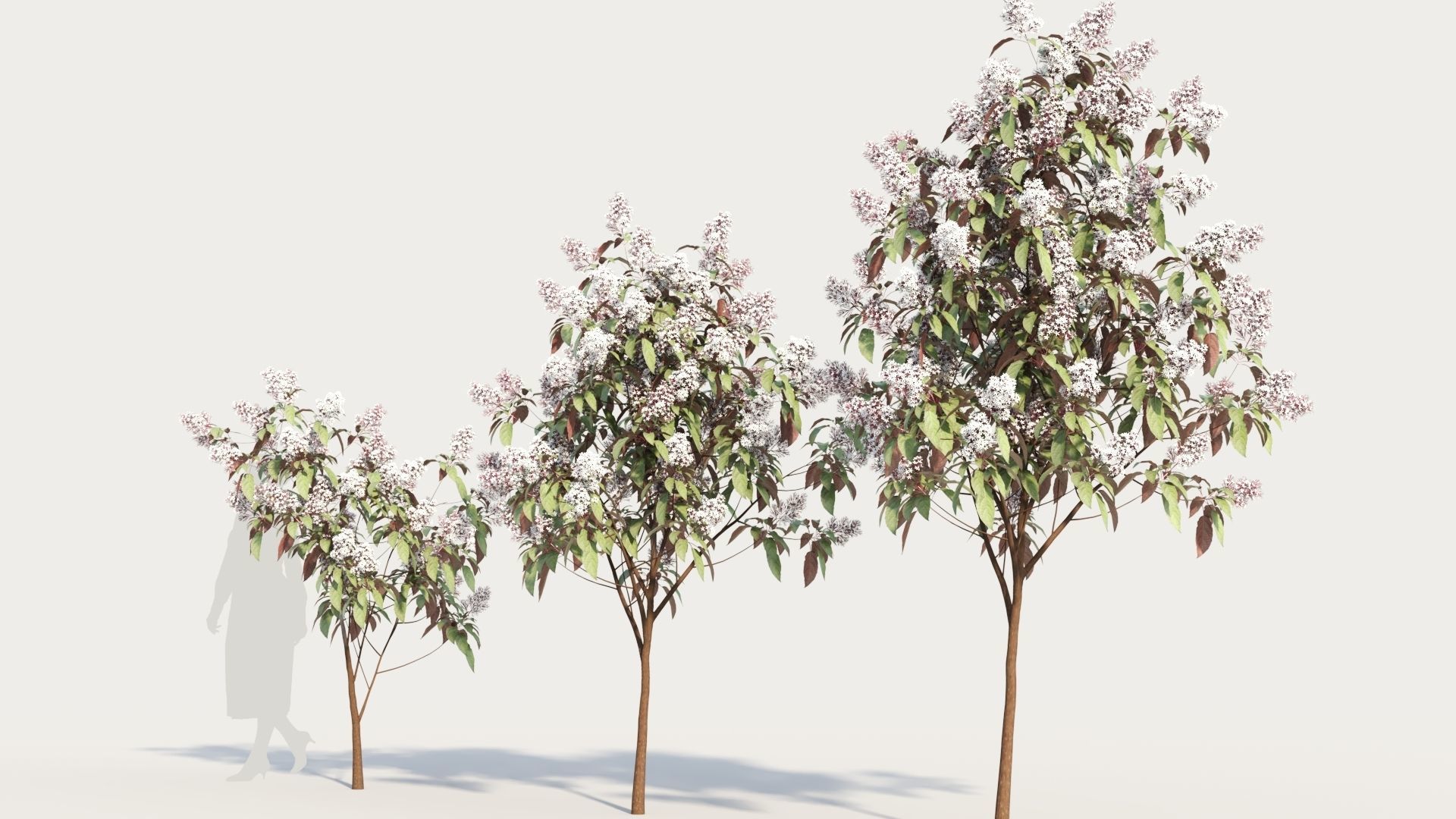 Clerodendrum quadrilocular b 3D model_1