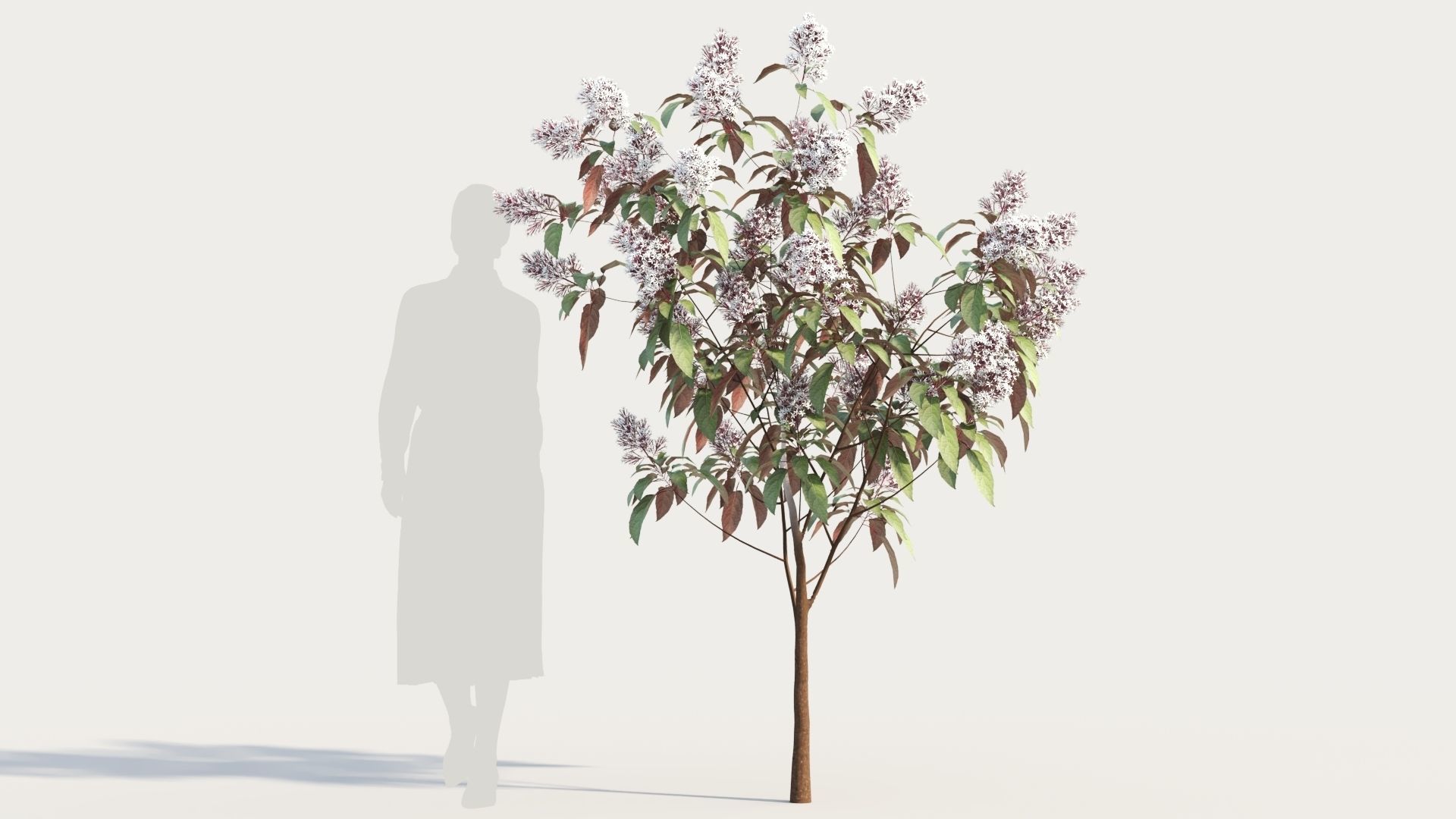 Clerodendrum quadrilocular b 3D model_5