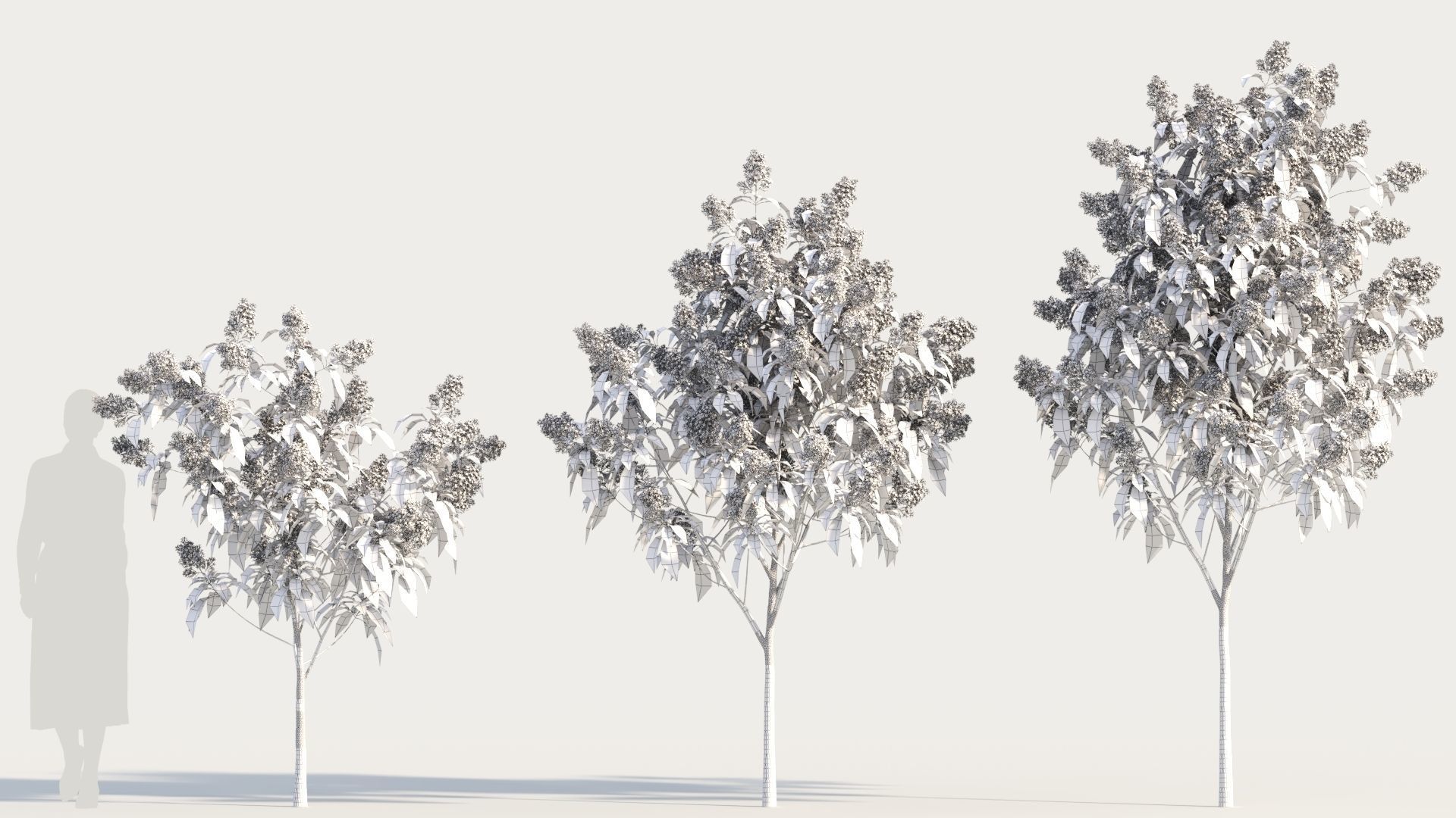 Clerodendrum quadrilocular b 3D model_8