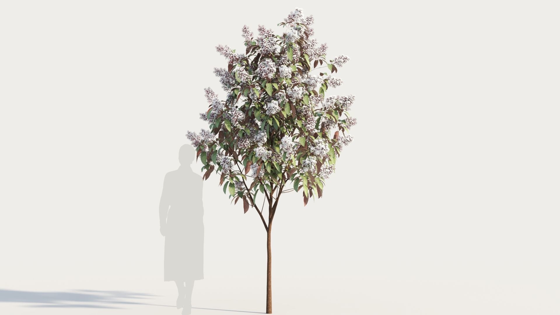 Clerodendrum quadrilocular b 3D model_7