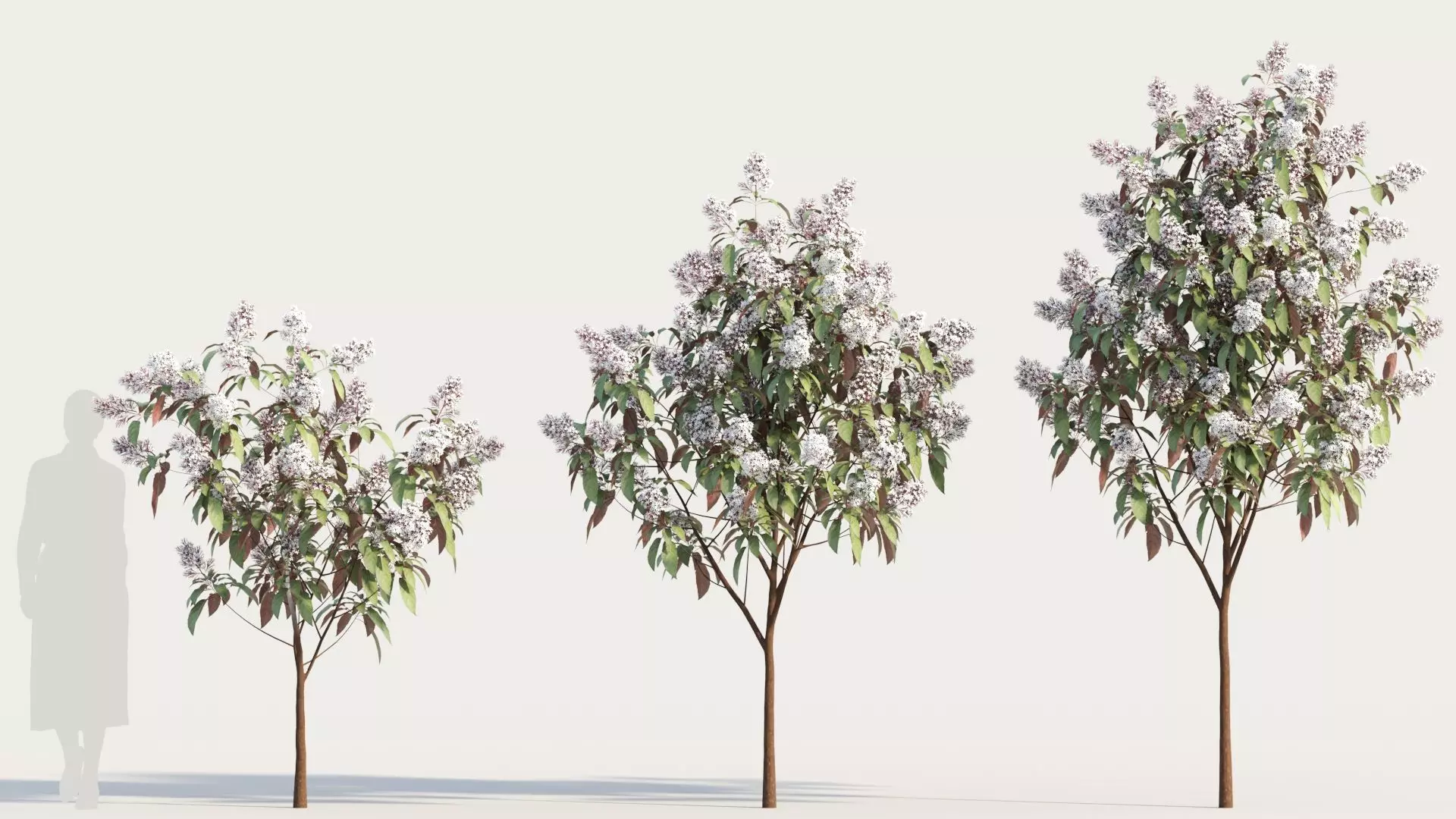 Clerodendrum quadrilocular b 3D model_0