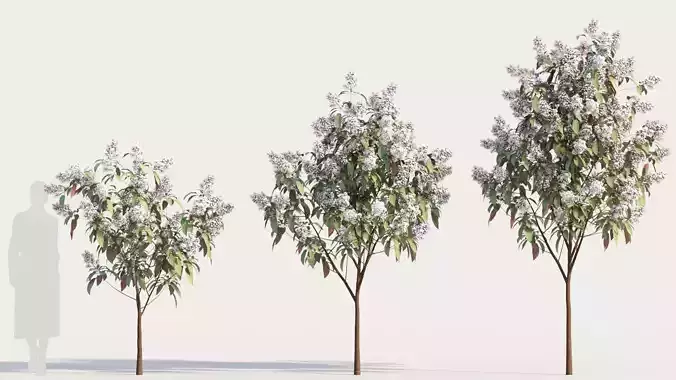 Clerodendrum quadrilocular b