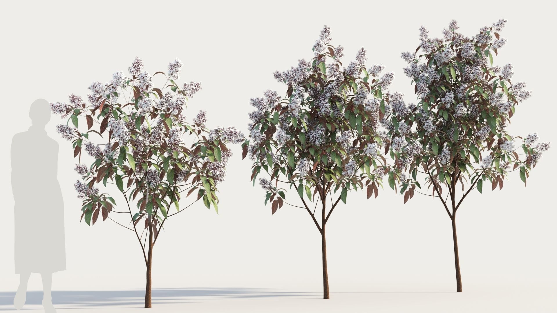Clerodendrum quadrilocular b 3D model_3