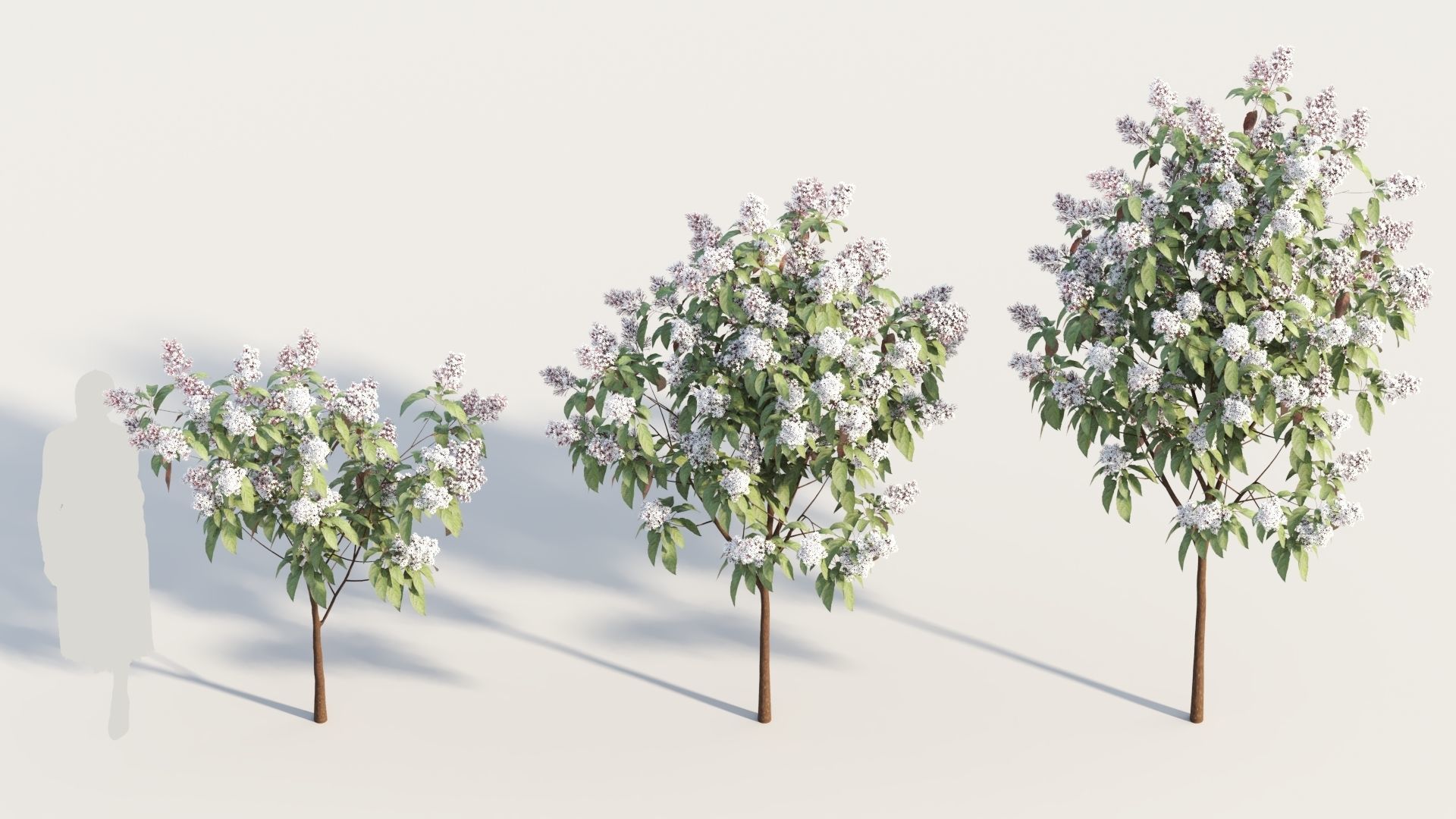 Clerodendrum quadrilocular b 3D model_2