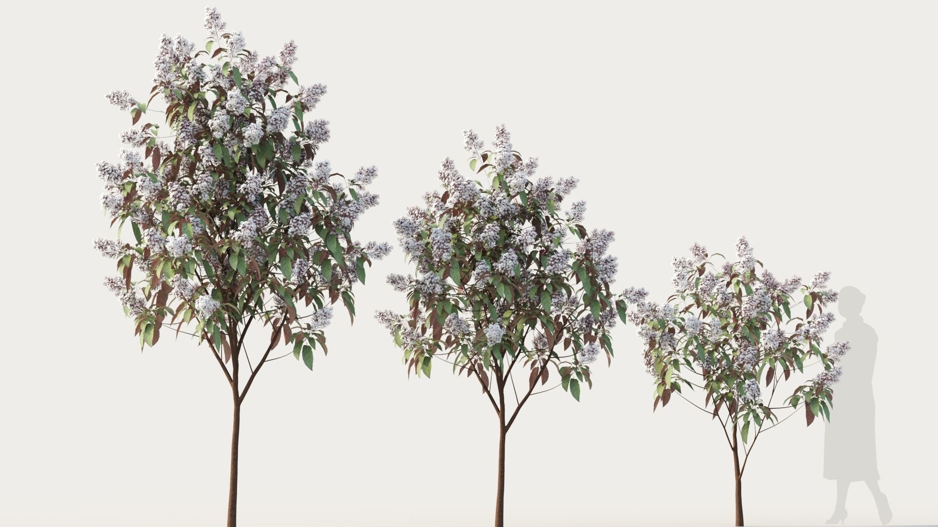 Clerodendrum quadrilocular b 3D model_4