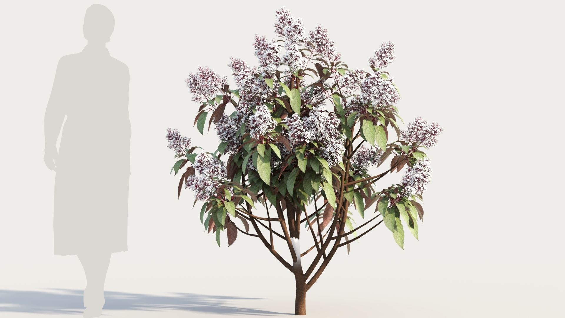 Clerodendrum quadrilocular c 3D model_6