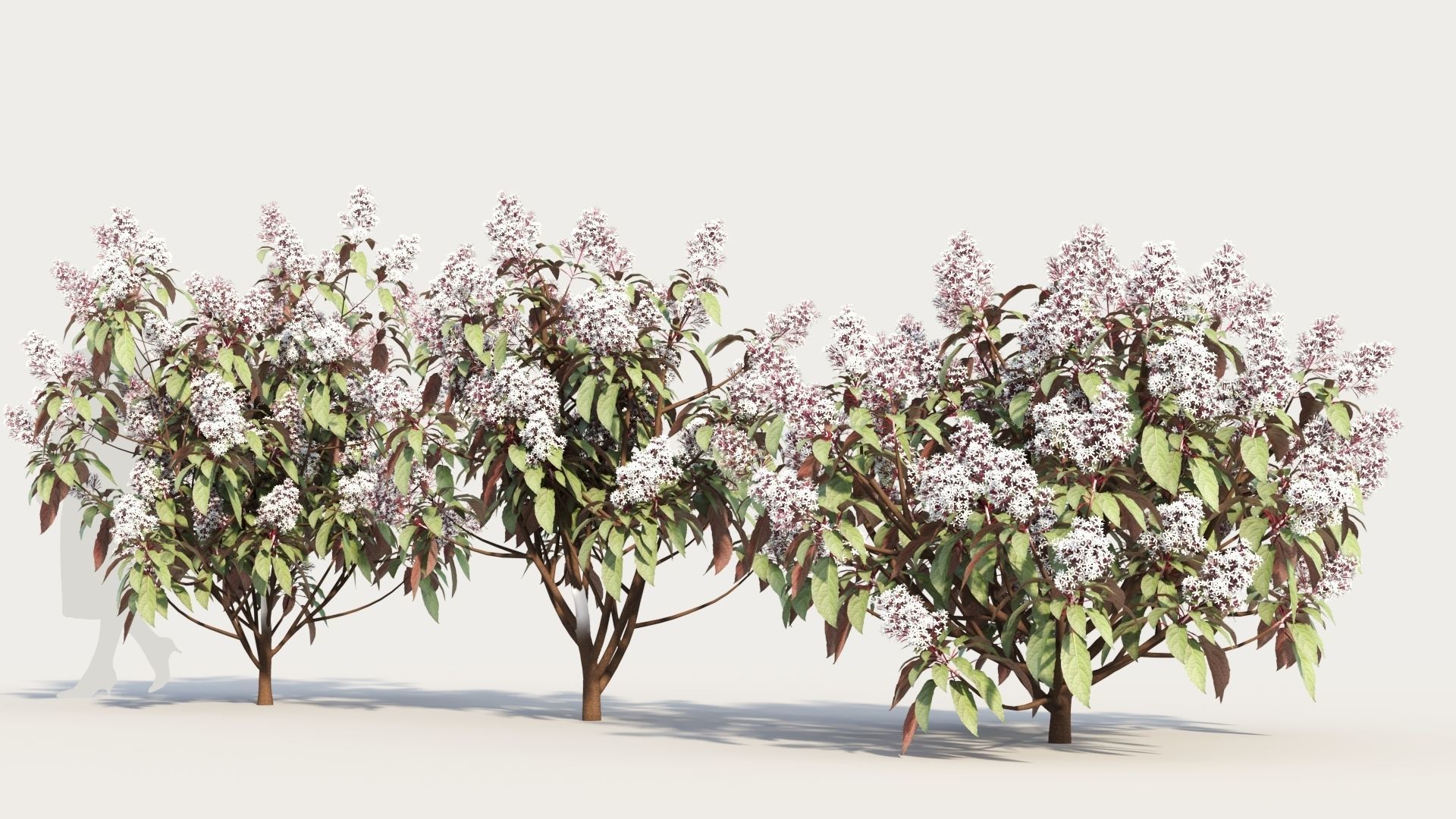 Clerodendrum quadrilocular c 3D model_1