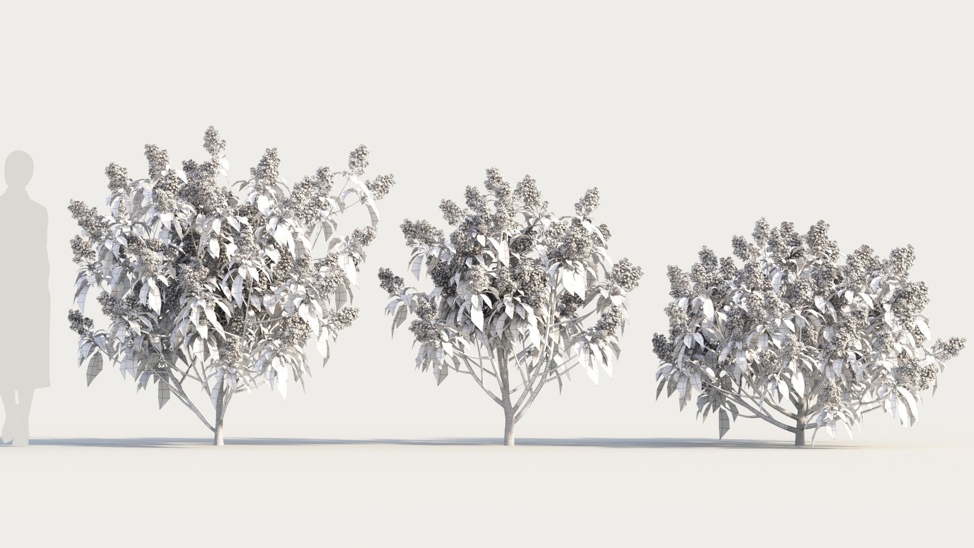 Clerodendrum quadrilocular c 3D model_8