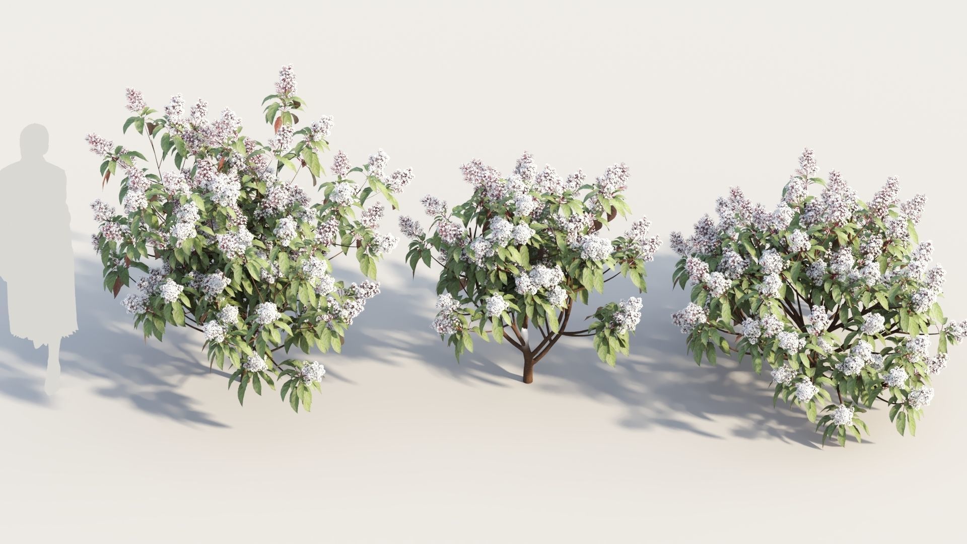Clerodendrum quadrilocular c 3D model_2