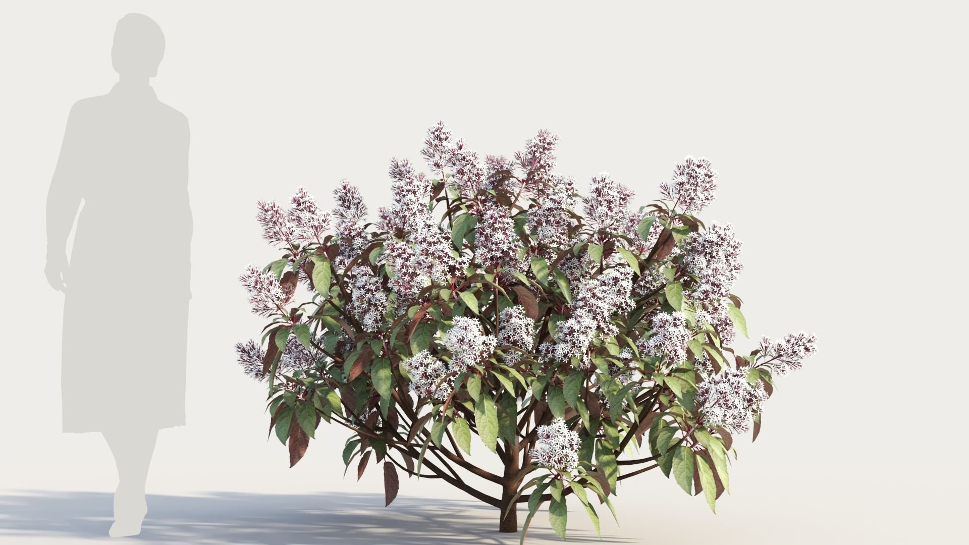 Clerodendrum quadrilocular c 3D model_7