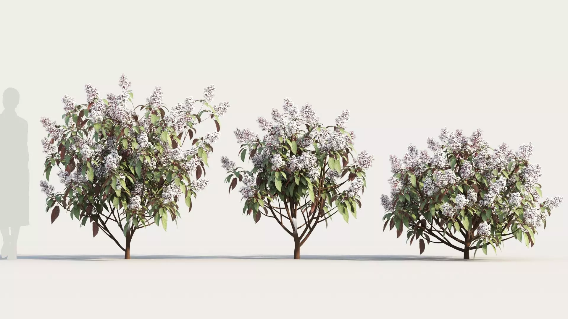 Clerodendrum quadrilocular c 3D model_0