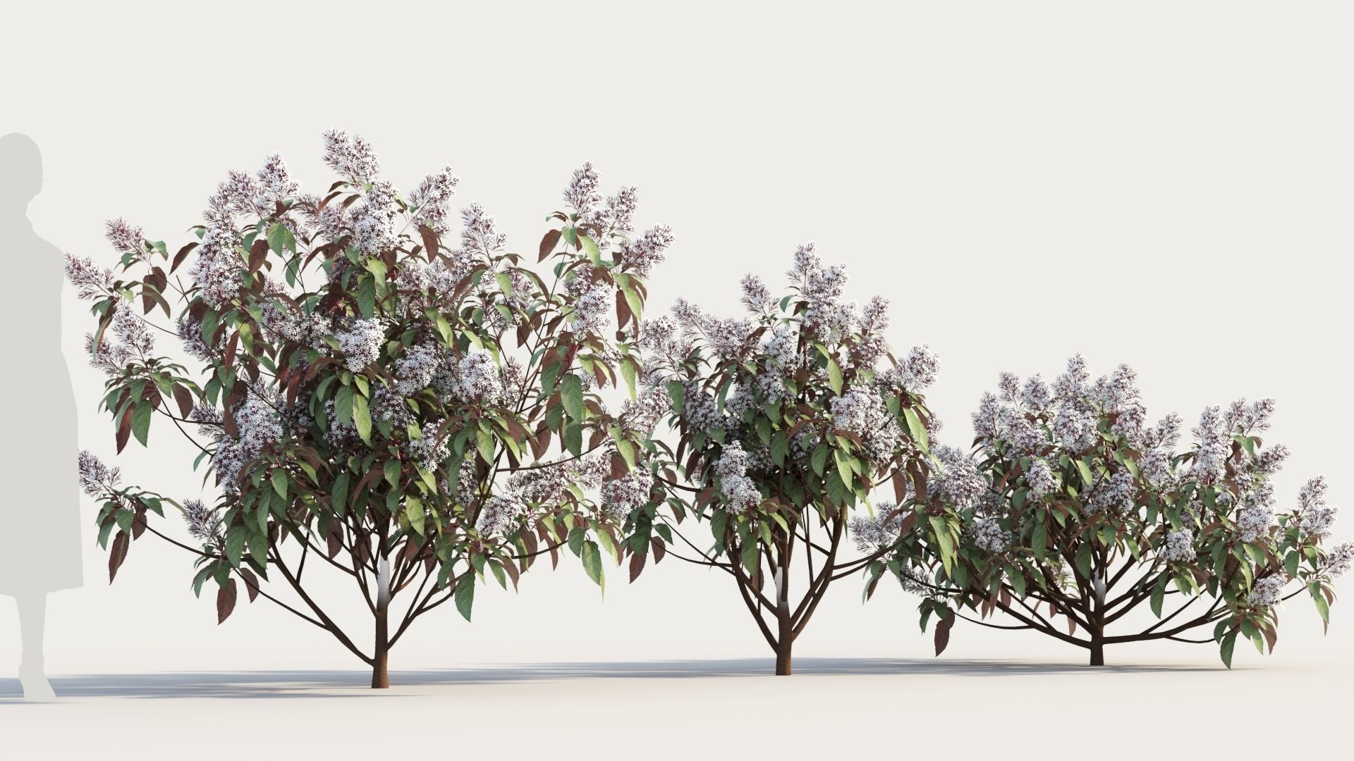 Clerodendrum quadrilocular c 3D model_3