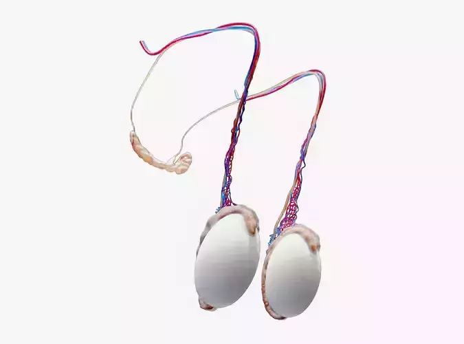 Male Testicles Testes Anatomy