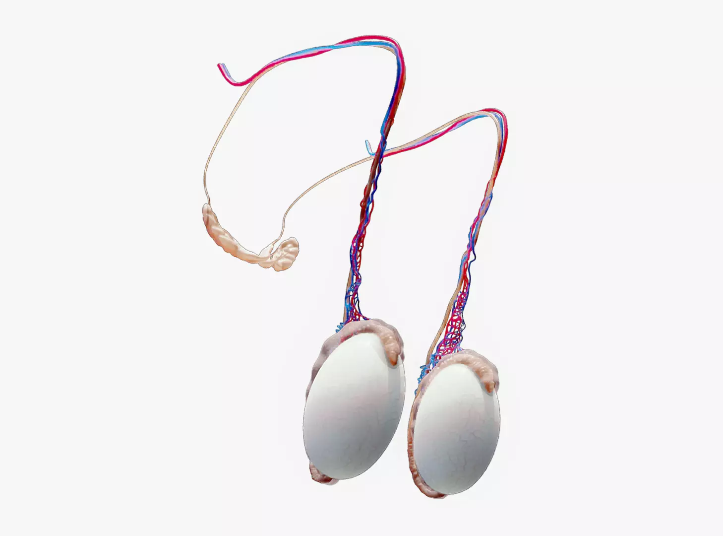 Male Testicles Testes Anatomy 3D model