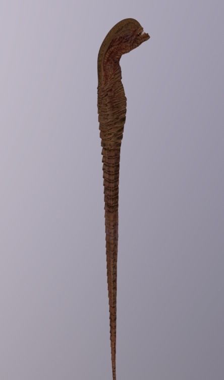 Alien ChestBuster Rigged Low-poly 3D model_4