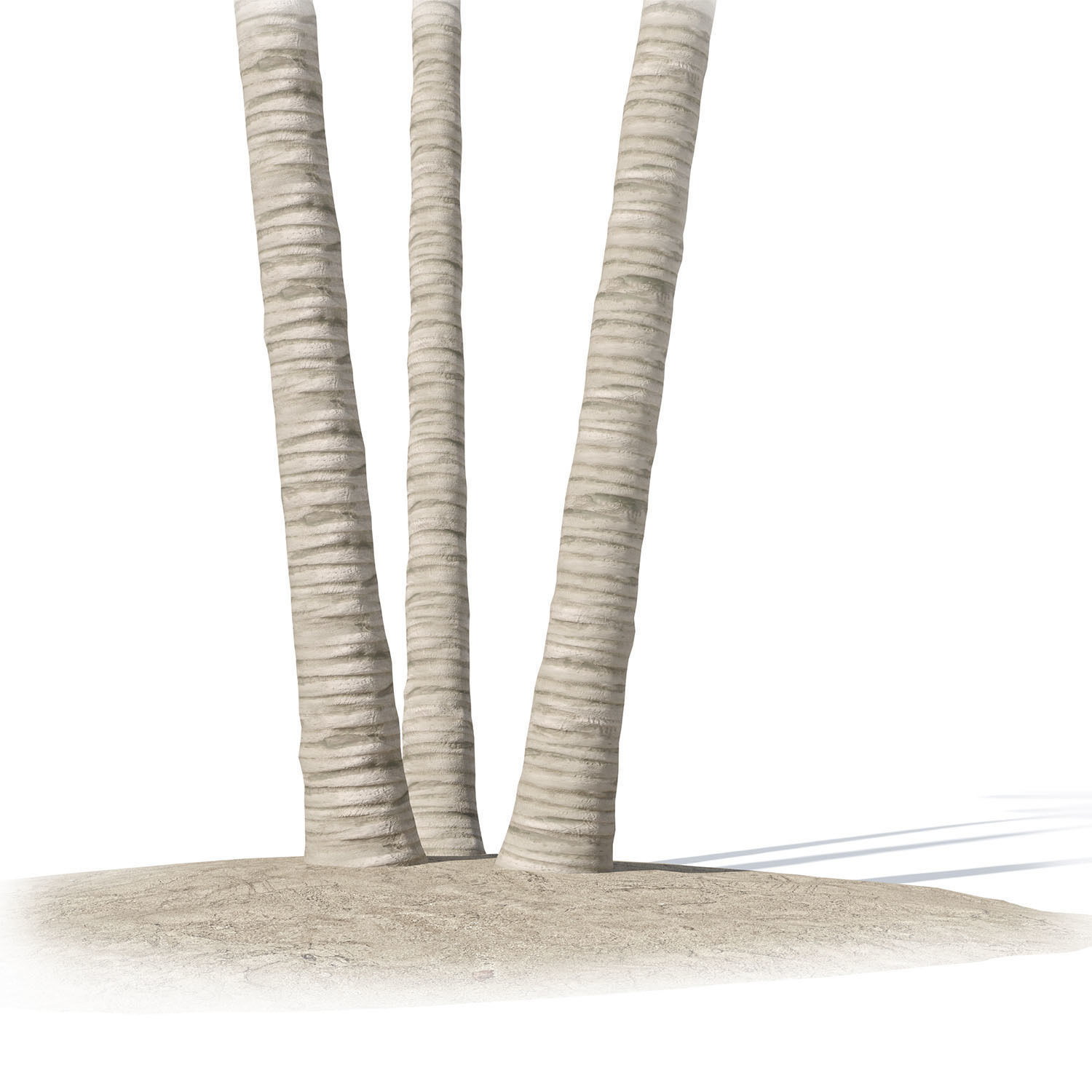 Cocos nucifera palm tree 02 3D model_7