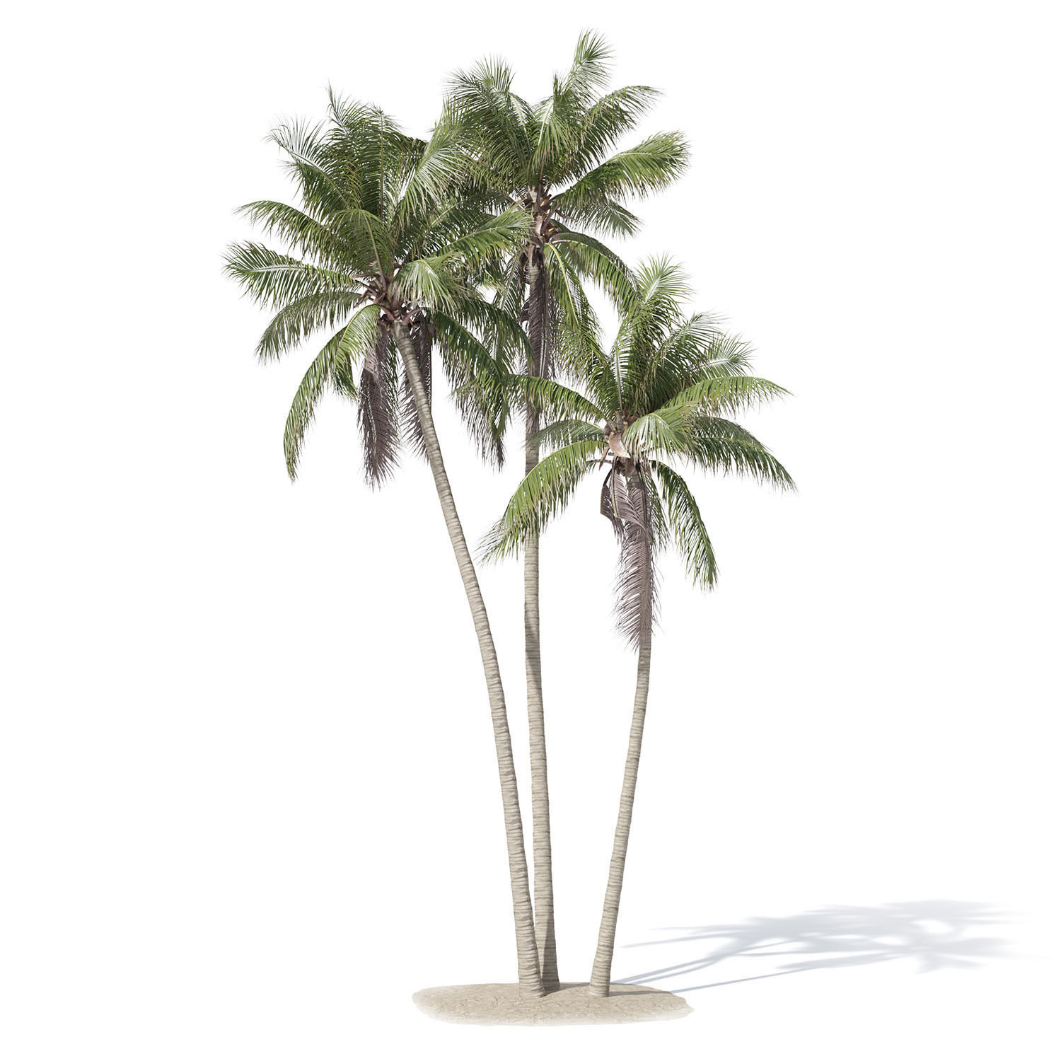 Cocos nucifera palm tree 02 3D model_2