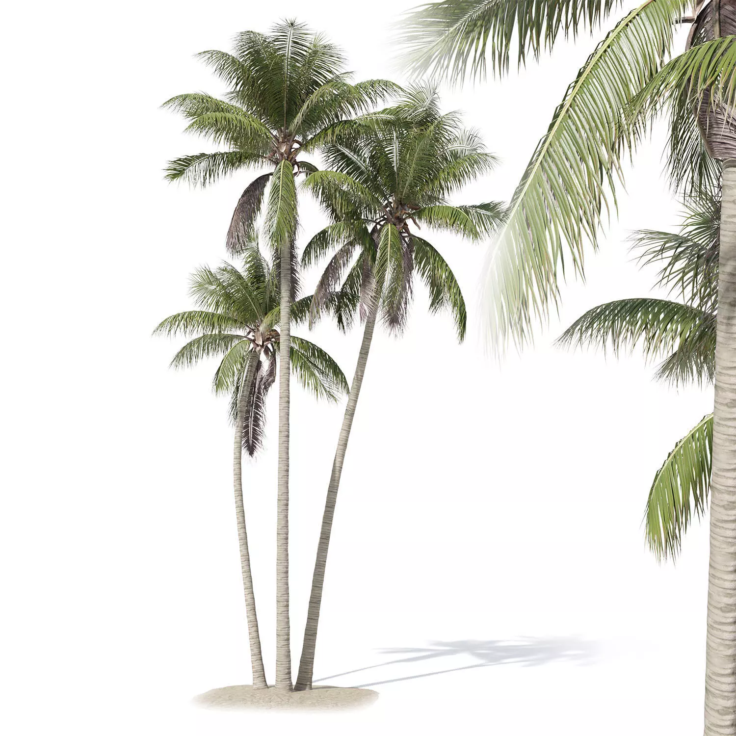 Cocos nucifera palm tree 02 3D model_0