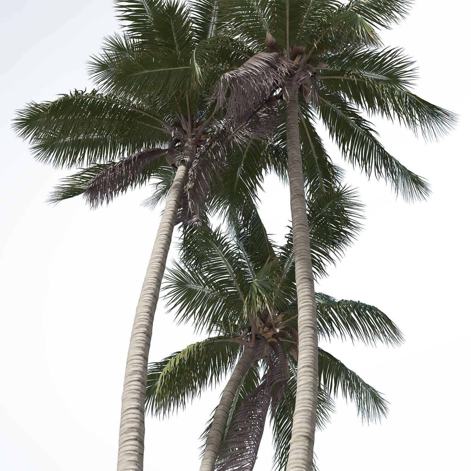 Cocos nucifera palm tree 02 3D model_5