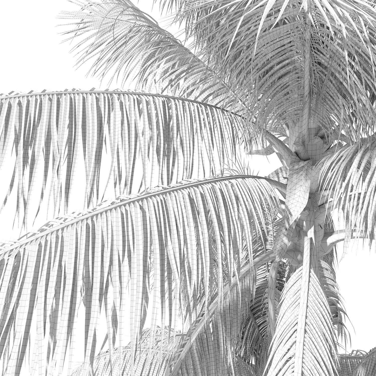 Cocos nucifera palm tree 02 3D model_9