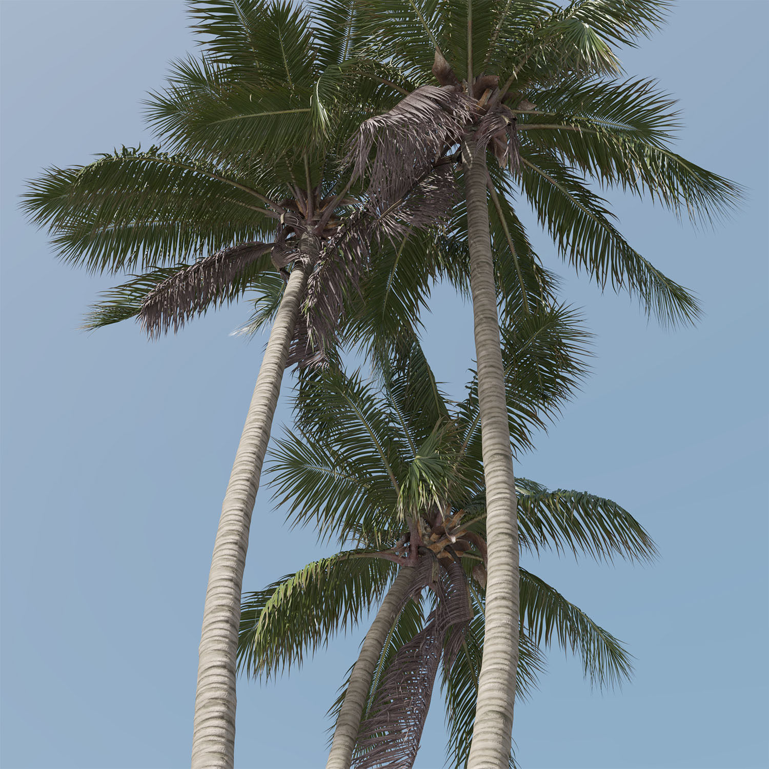 Cocos nucifera palm tree 02 3D model_6