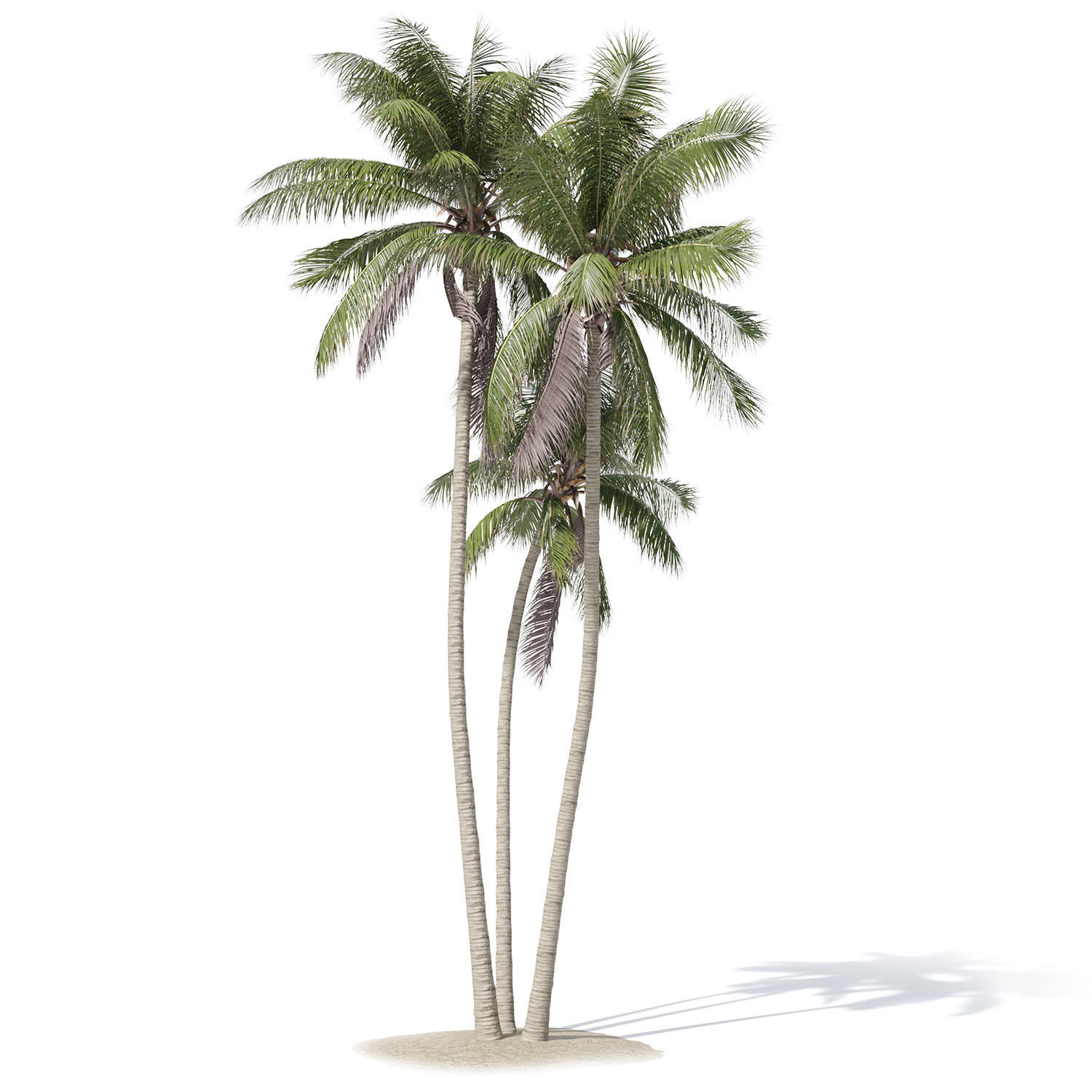 Cocos nucifera palm tree 02 3D model_4