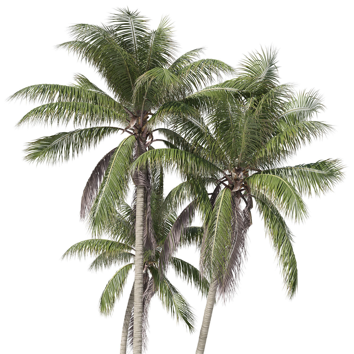 Cocos nucifera palm tree 02 3D model_1