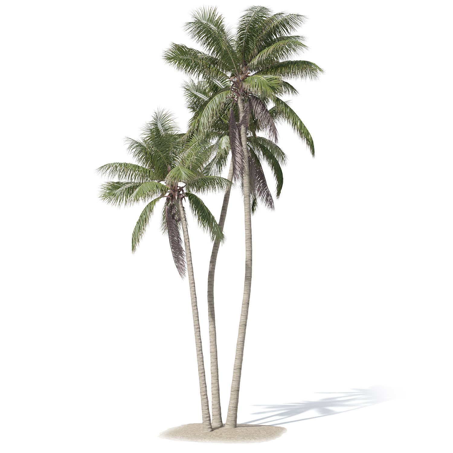 Cocos nucifera palm tree 02 3D model_3