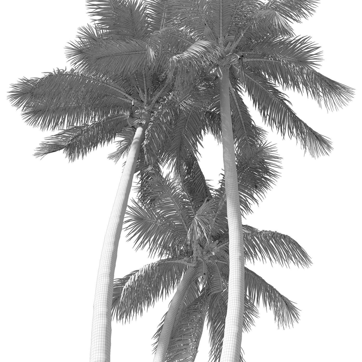 Cocos nucifera palm tree 02 3D model_8