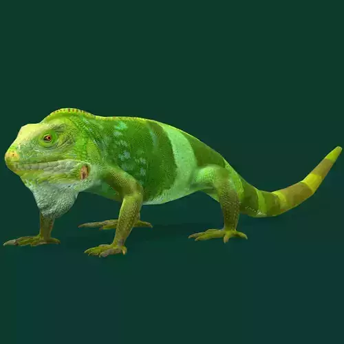 Fiji Banded Iguana Endangered Reptile Low-poly 3D model