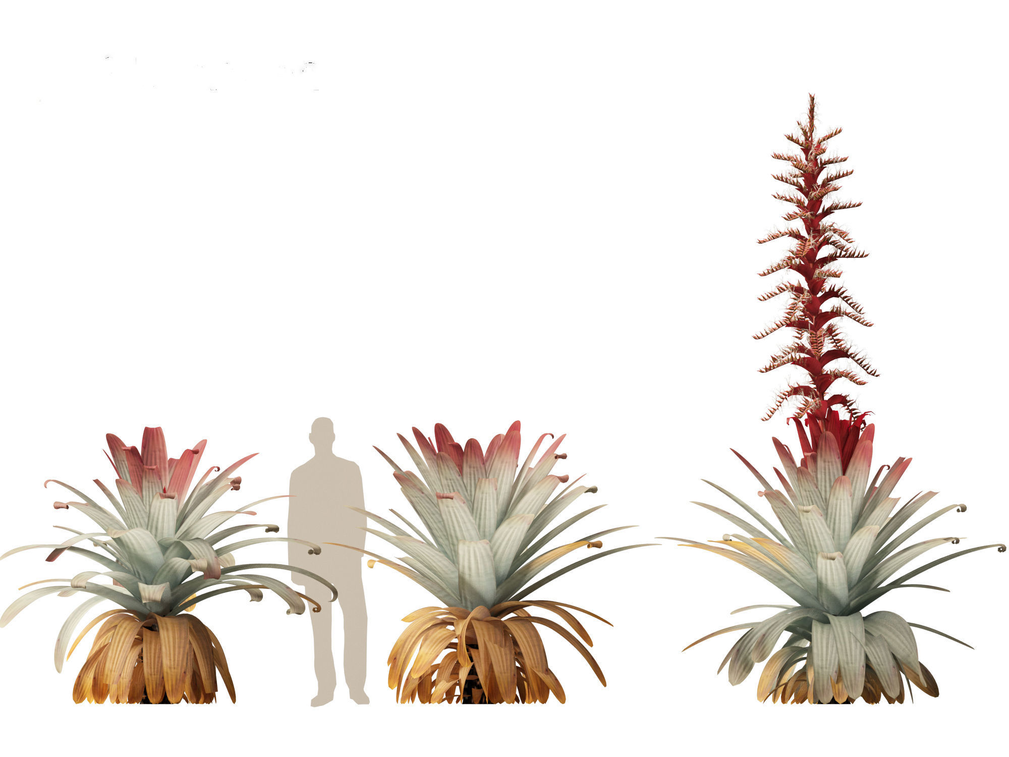 Alcantarea imperialis - Giant Bromeliad 3D model_9