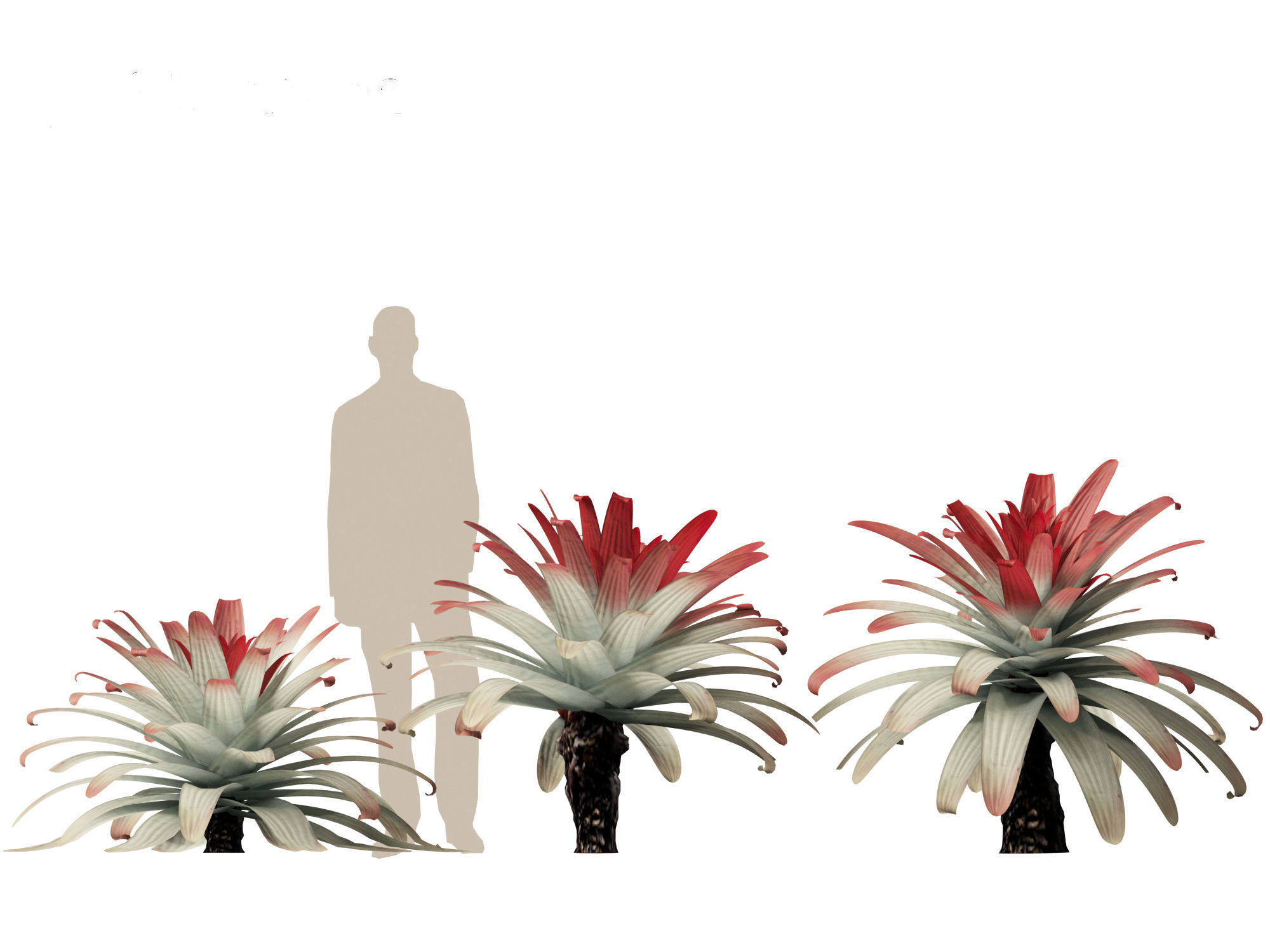 Alcantarea imperialis - Giant Bromeliad 3D model_5