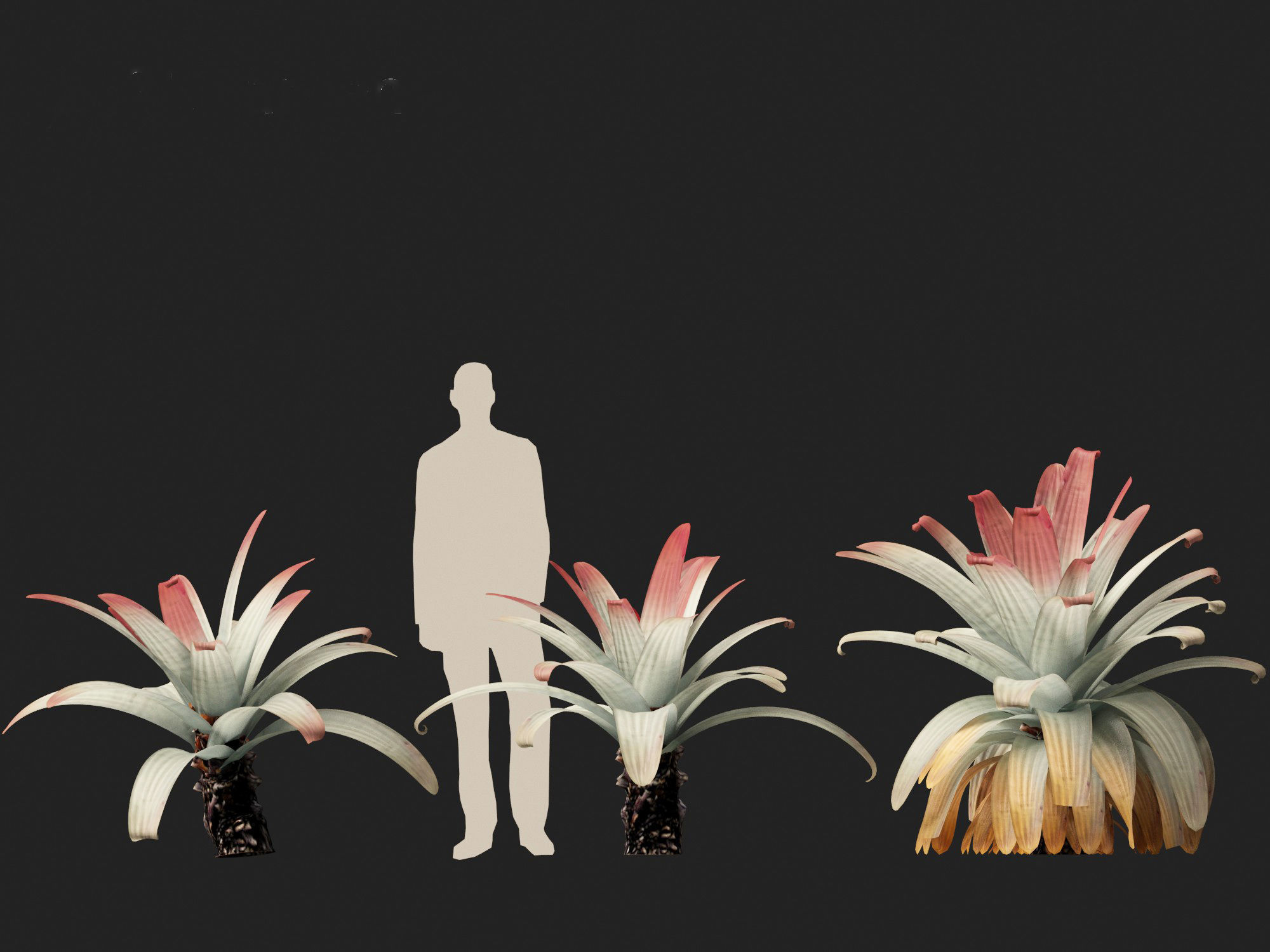 Alcantarea imperialis - Giant Bromeliad 3D model_8